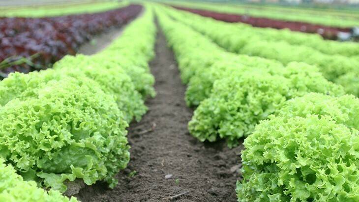 lechuga-cansancio-suelos|agriges-rycyneem-cansancio-suelos|rycyneem-agriges-fertilizantes-especiales|solarizacion